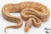 Python royal - Python regius Banana Mojave Yellow Belly