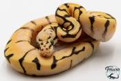 Python royal - Python regius Bumblebee Orange Dream