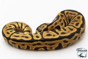Python royal - Python regius Enchi Leopard Spotnose