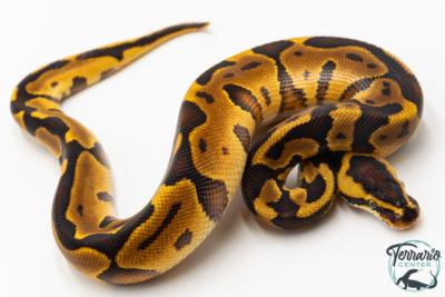 Python royal - Python regius Enchi Leopard Yellow Belly
