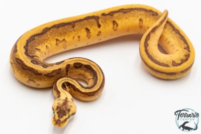 Python royal - Python regius Enchi Leopard Pinstripe Yellow Belly