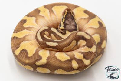 Python royal - Python regius Enchi Lesser Pastel