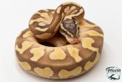 Python royal - Python regius Enchi Lesser Pastel