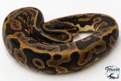 Python royal - Python regius Leopard