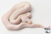Python Royal - Python regius Leucistic