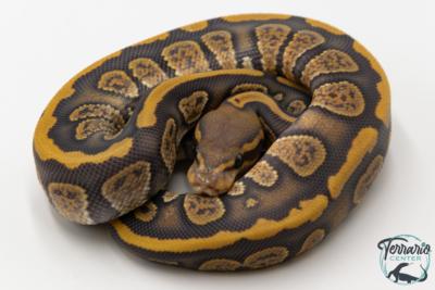 Python royal - Python regius Stranger Hypo