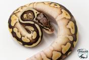Python royal - Python regius Butter Pastel Yellow Belly