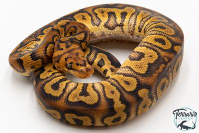 Python royal - Python regius Stranger Clown