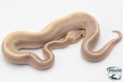 Python royal - Python regius Banana Black Pastel Mojave Pastel