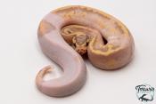 Python royal - Python regius Banana Pastel Piebald