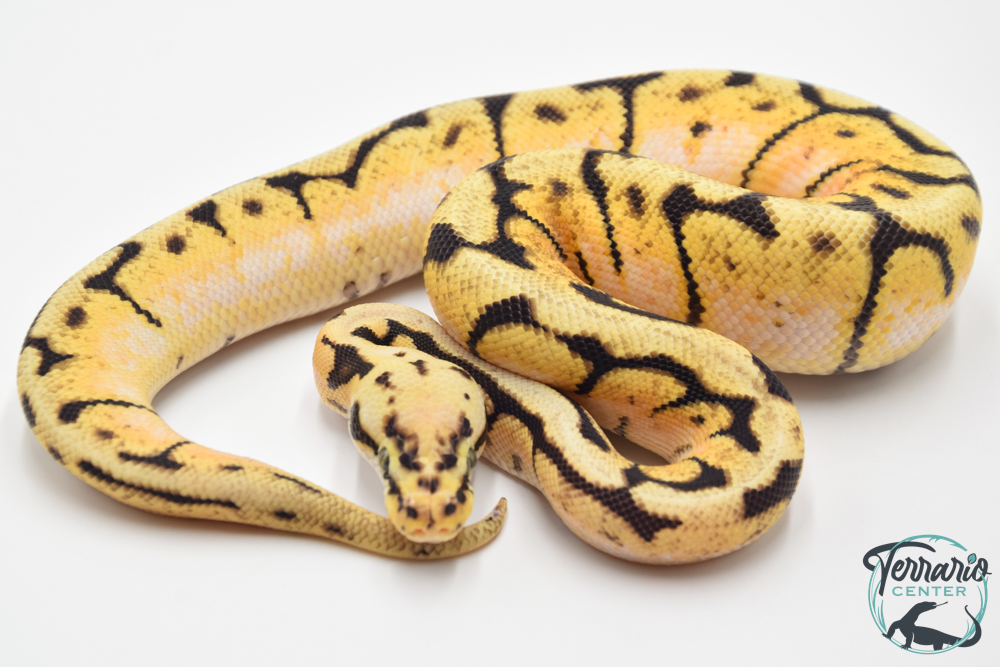 Python royal - Python regius Bumblebee