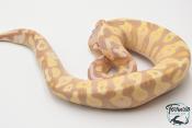 Python royal - Python regius Banana Pastel Yellow Belly