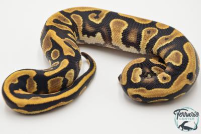 Python royal - Python regius Enchi
