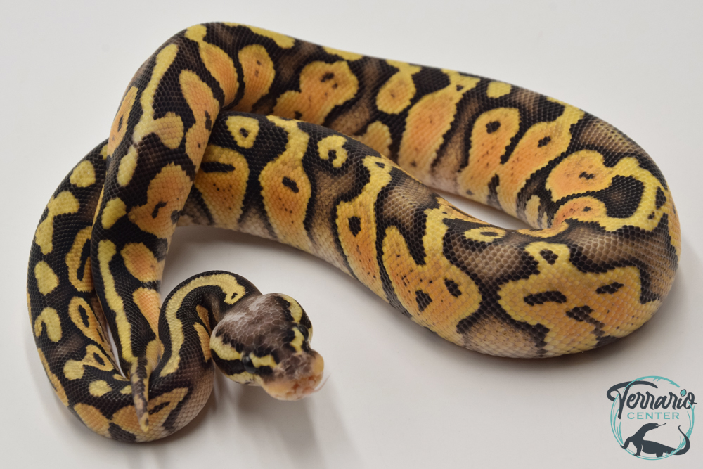 Python royal - Python regius Super Pastel