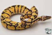 Python royal - Python regius Firefly