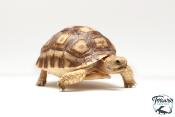 Centrochelys sulcata 5cm - Tortue sillonnée