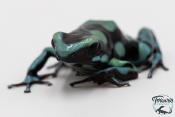 Dendrobates auratus - Dendrobate doré Birkhahn Line
