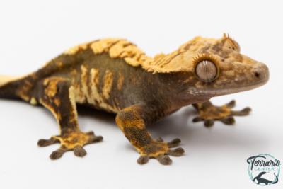 Correlophus ciliatus - Gecko à crête - NC 2025 -  42