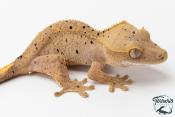 Correlophus ciliatus - Gecko à crête - NC 2025 -  46A