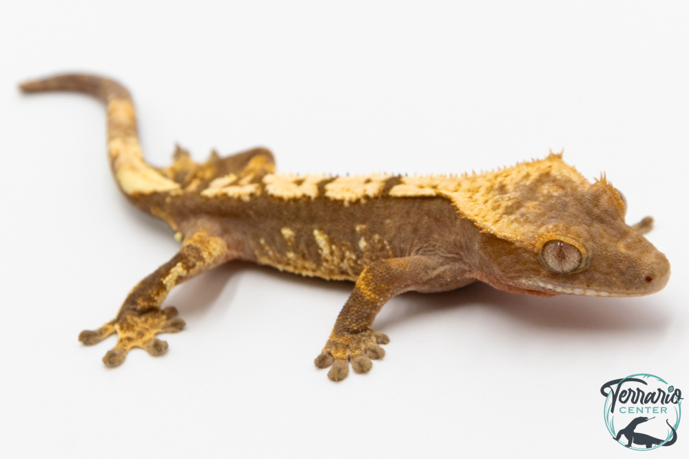 Correlophus ciliatus - Gecko à crête - NC 2025 -  46B