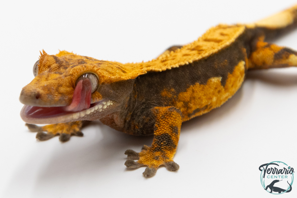 Correlophus ciliatus - Gecko à crête - NC 2025 -  48