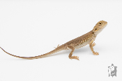 Pogona vitticeps - Agame barbu - Witblits - Juvénile