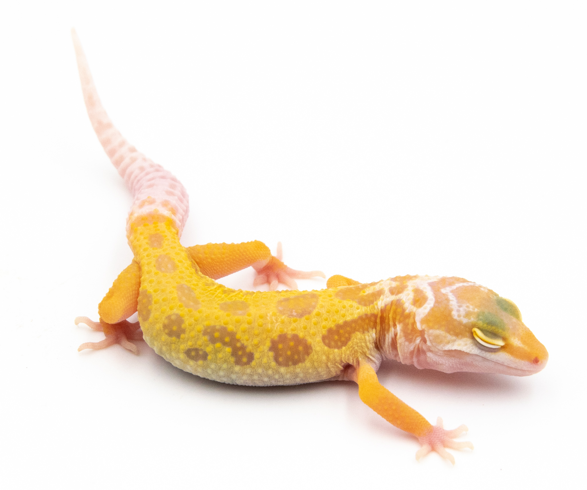 EG03 - Gecko Léopard - Eublepharis Macularius Tremper Murphy - non sexé - NC 2022