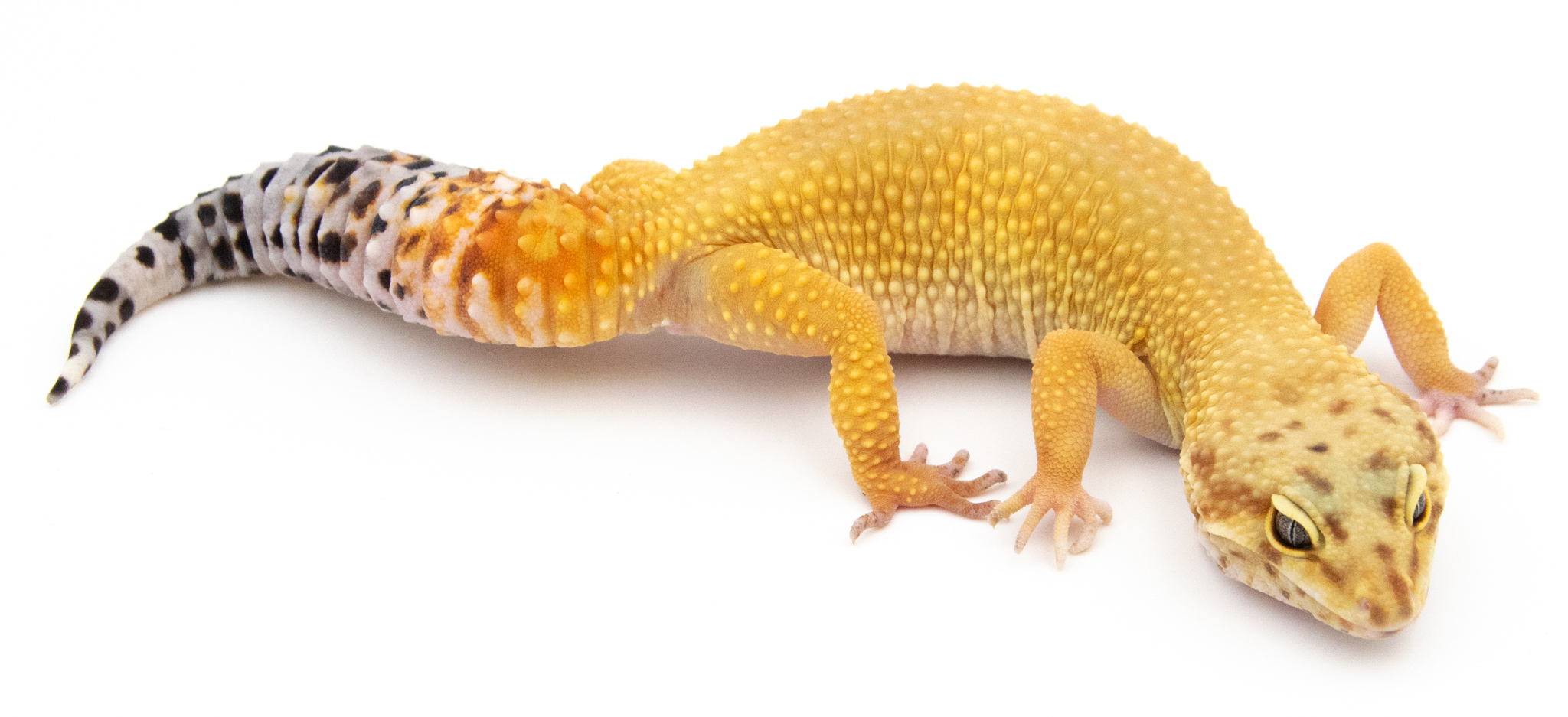 A017 - Gecko Léopard - Eublepharis Macularius Super Hypo Tangerine - &#9792; - NC 2021