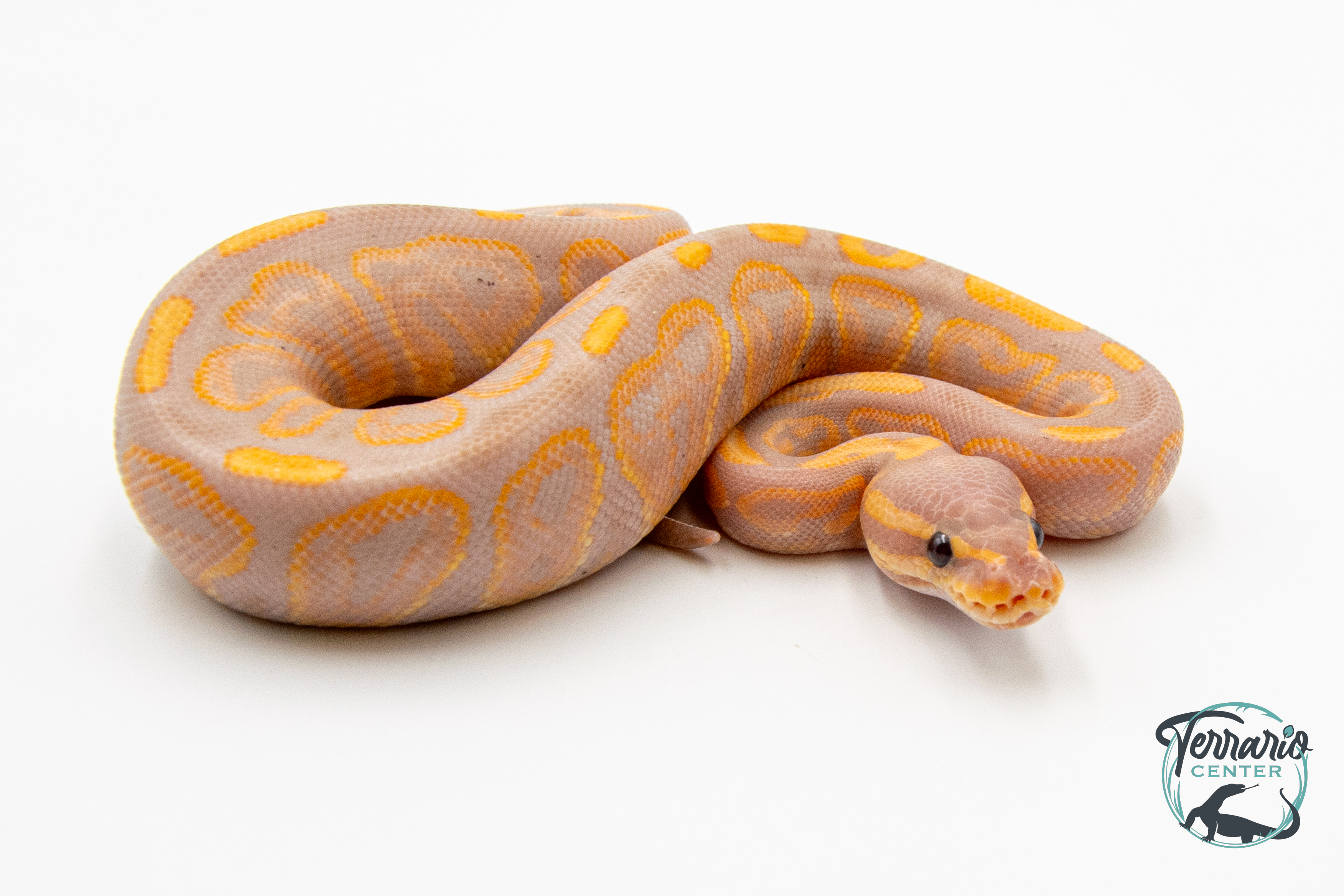 Python royal - Python regius Banana Black Pastel 