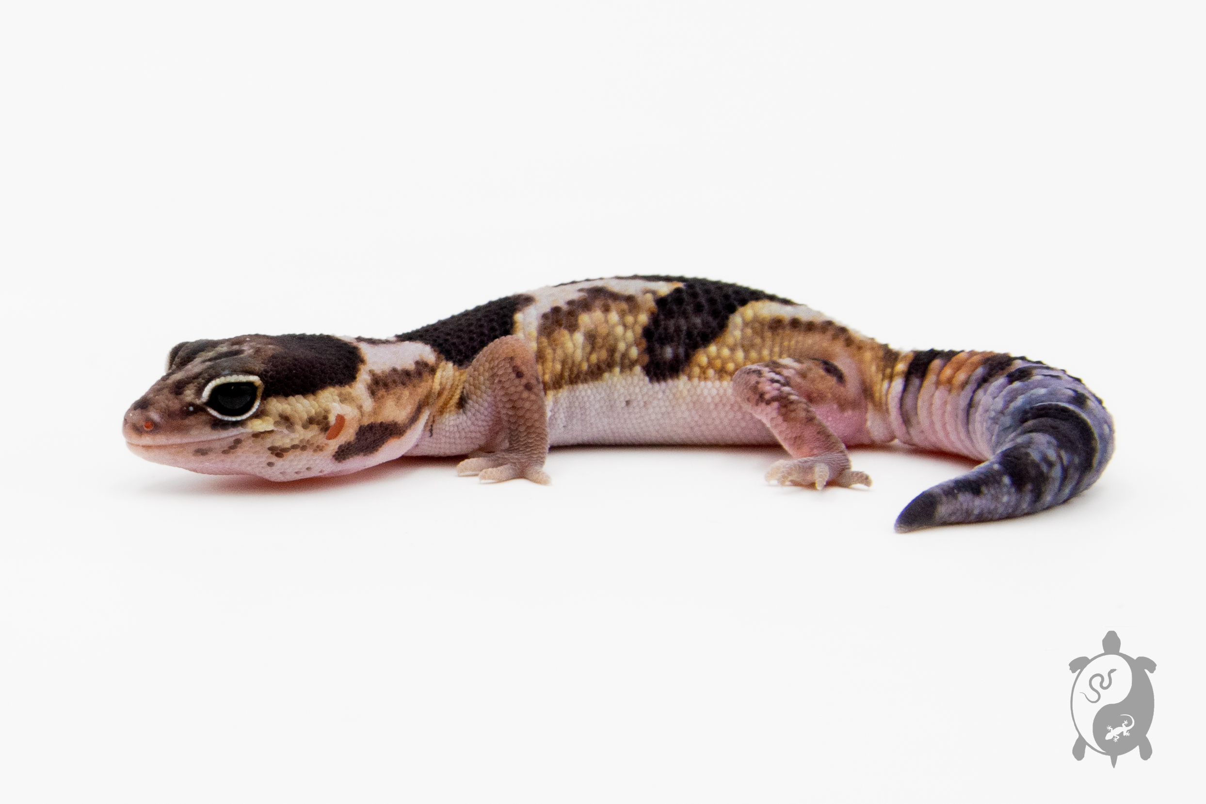 Hemitheconyx caudicinctus - Gecko à queue grasse - Amel Het Patty - Couple