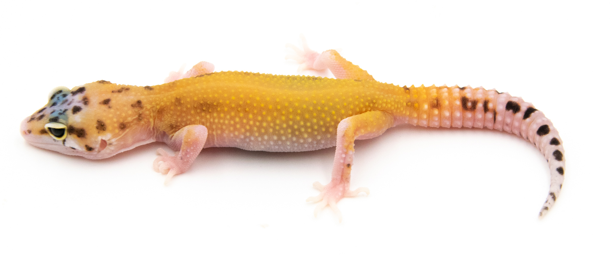 EG12 - Gecko Léopard - Eublepharis Macularius Eclipse - non sexé - NC 2022