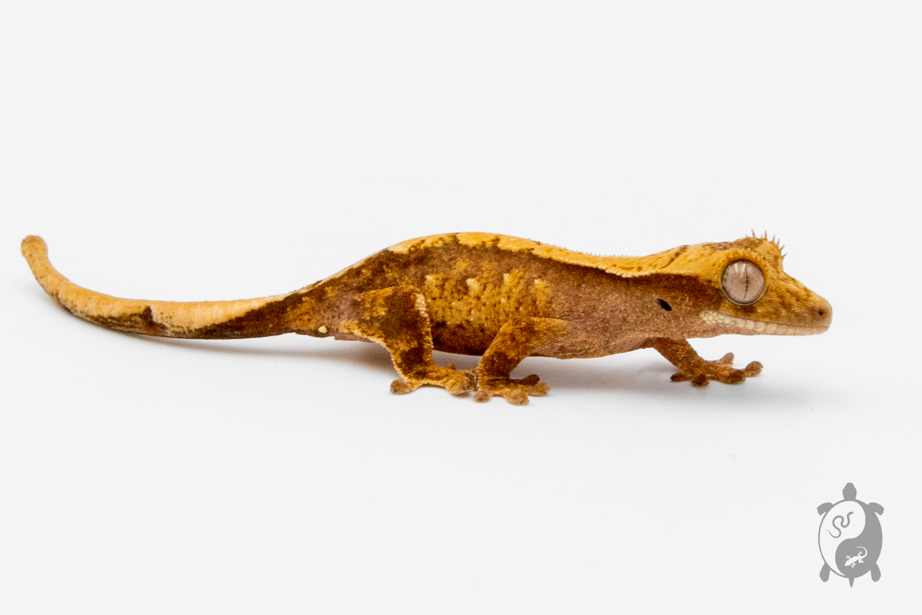 Correlophus ciliatus - Gecko à crête - Juvénile 15 - NC 2022 - PH2022120816535705
