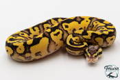 Python royal - Python regius Super Pastel Yellow Belly