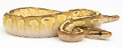 Python royal - Python regius Butter