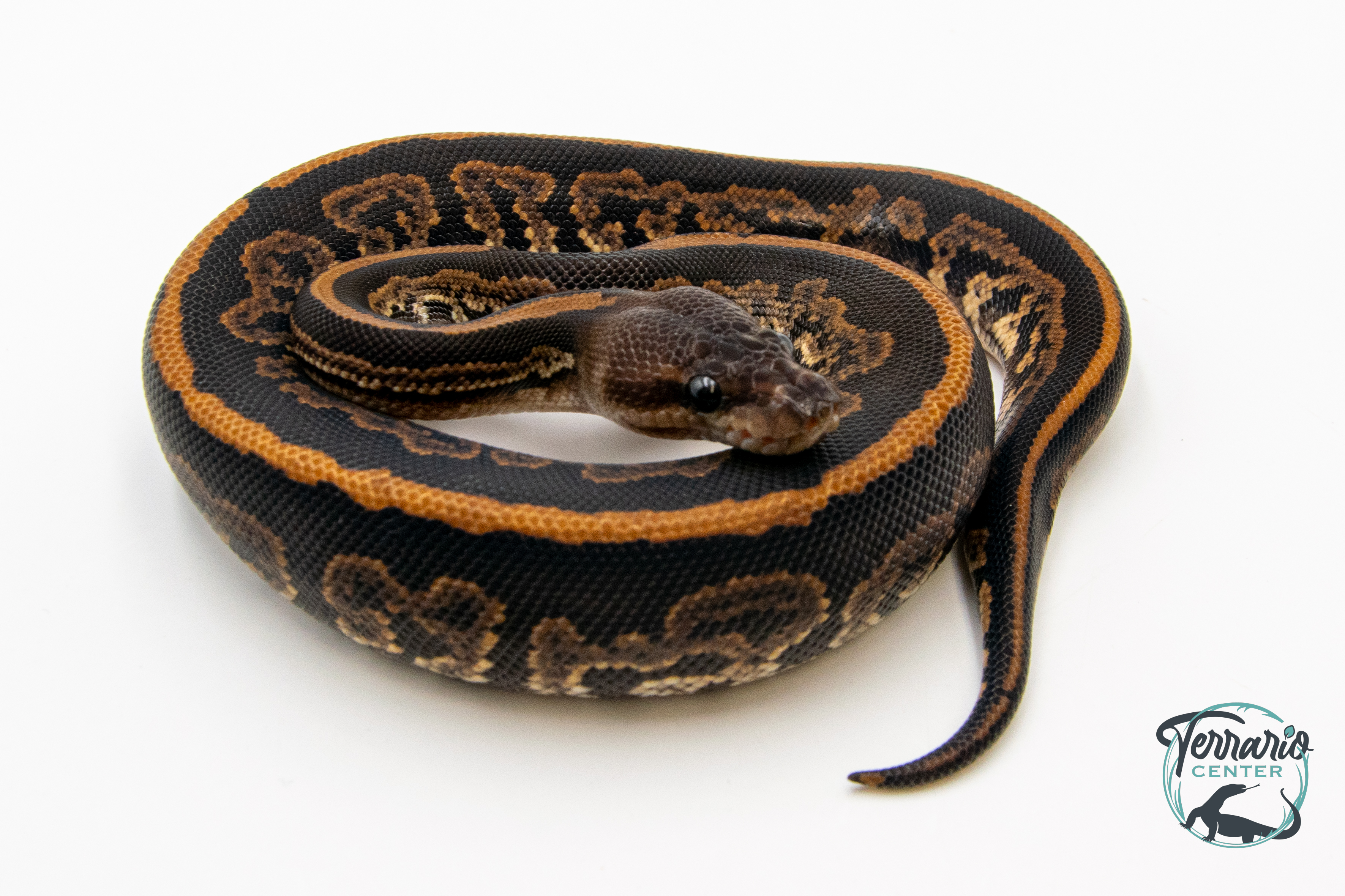 Python royal - Python regius Black Pastel Mahogany