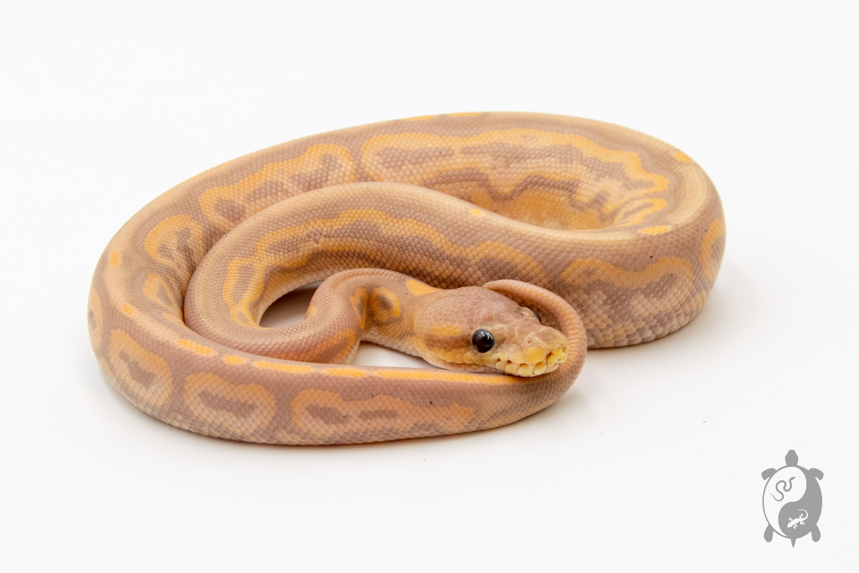 Python royal - Python regius Banana Cinnamon
