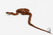 Serpent des blés - Pantherophis guttatus tessera hypo ligné