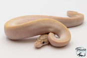 Python Royal - Python regius Ivory