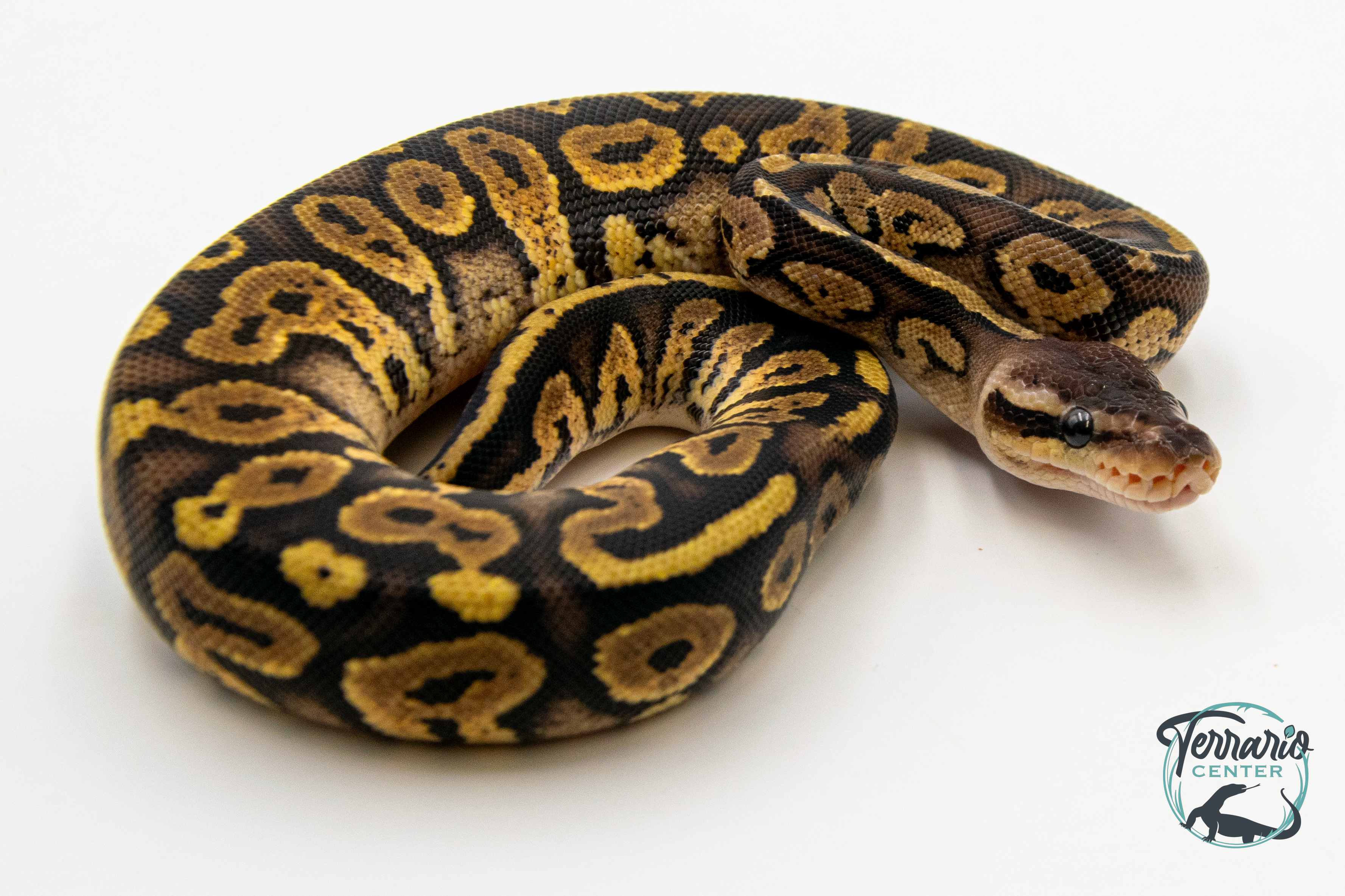 Python royal - Python regius Pastel Mahogany