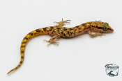 Tropiocolotes steudneri - Gecko nain du désert