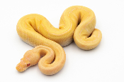 Python royal - Python regius Albinos Pinstripe