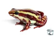 Epipedobates anthonyi - Dendrobate d'Anthony