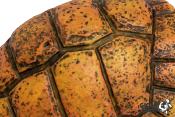 Carapace de Tortue - Grotte- 30x24x14cm