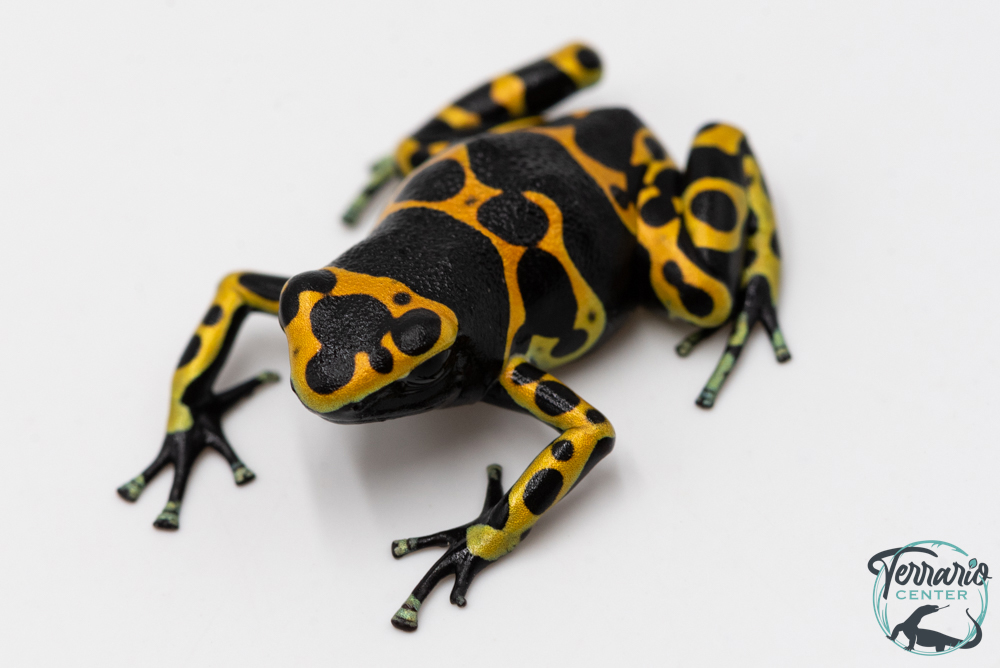 Dendrobates leucomelas - Rainette jaguar