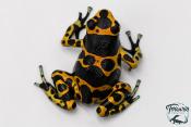 Dendrobates leucomelas - Rainette jaguar