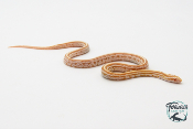 Serpent des blés - Pantherophis guttatus Tessera butter
