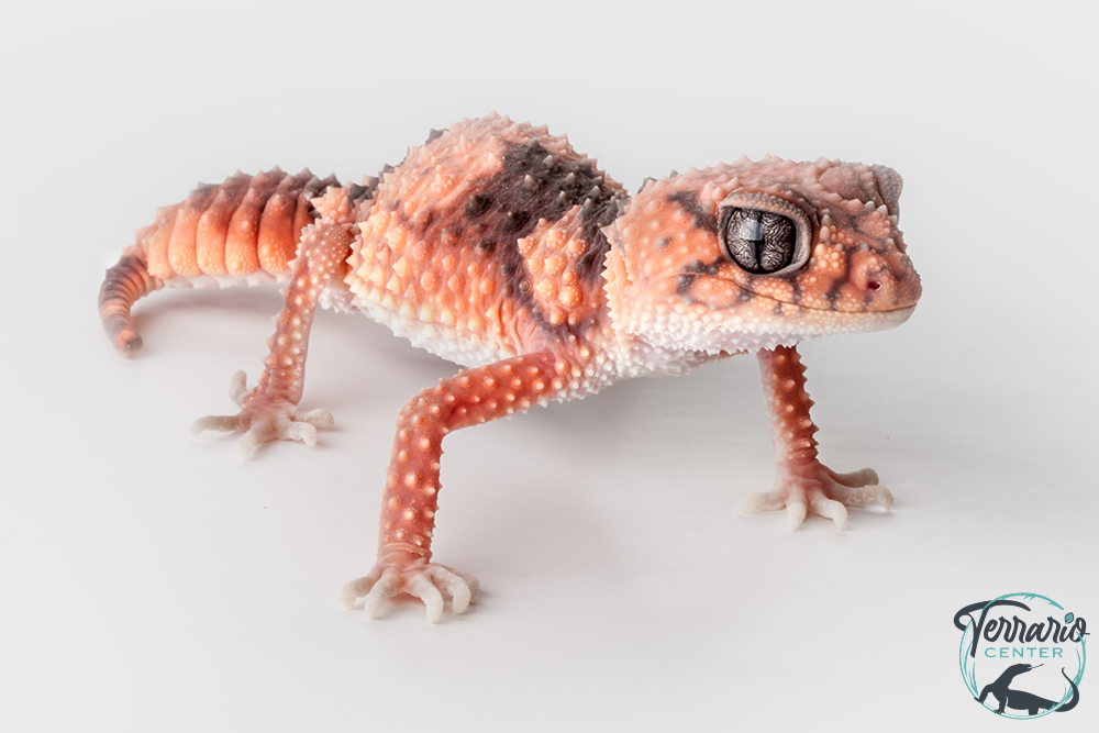 Nephrurus Wheeleri wheeleri -  Gecko à queue bouton