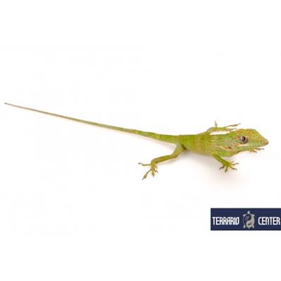 Anolis equestris - Anole chevalier