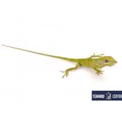 Anolis equestris - Anole chevalier