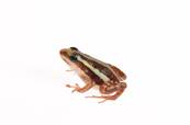 Epipedobates anthonyi - Dendrobate d'Anthony